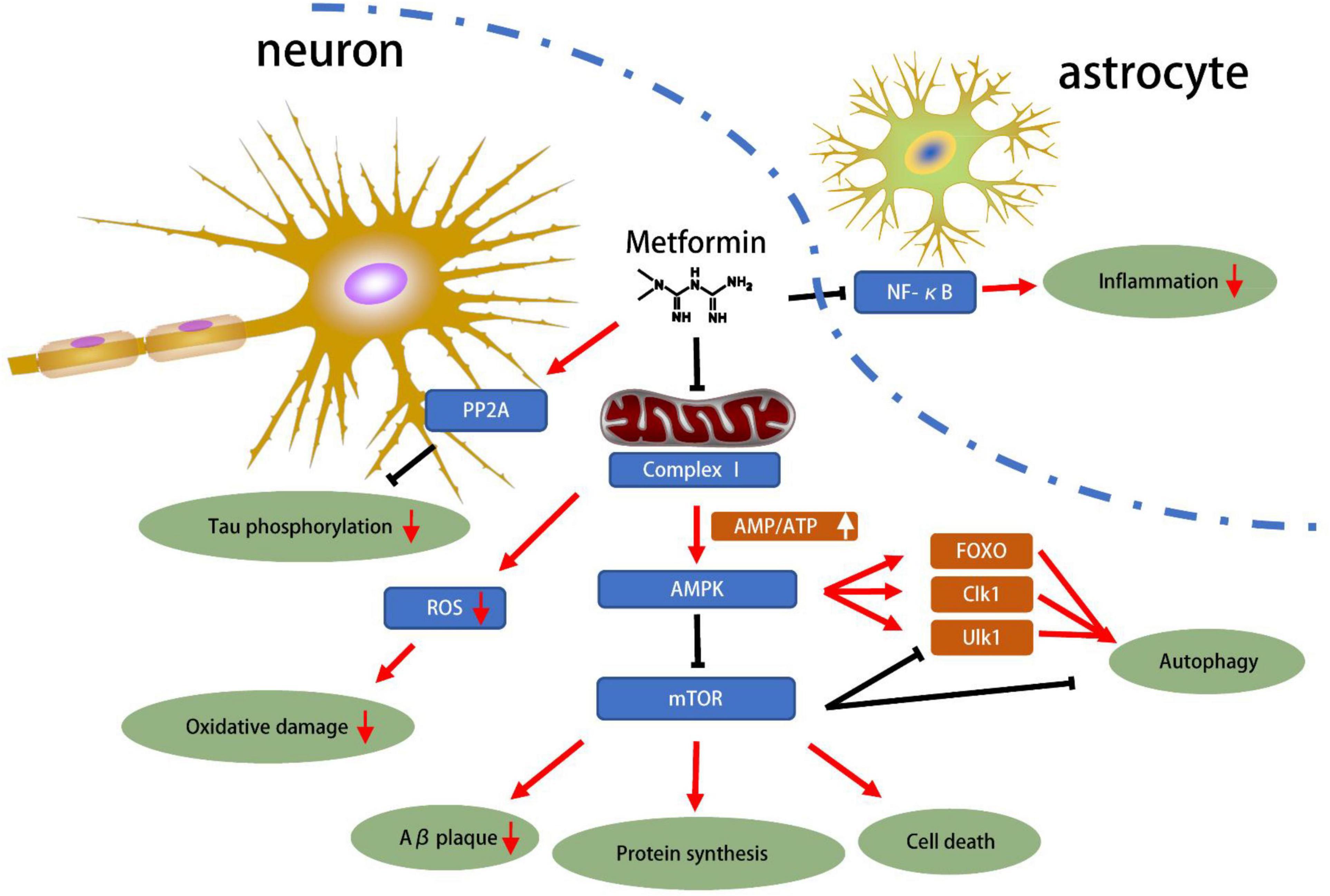 Targeting PP2A-dependent autophagy enhances sensitivity to