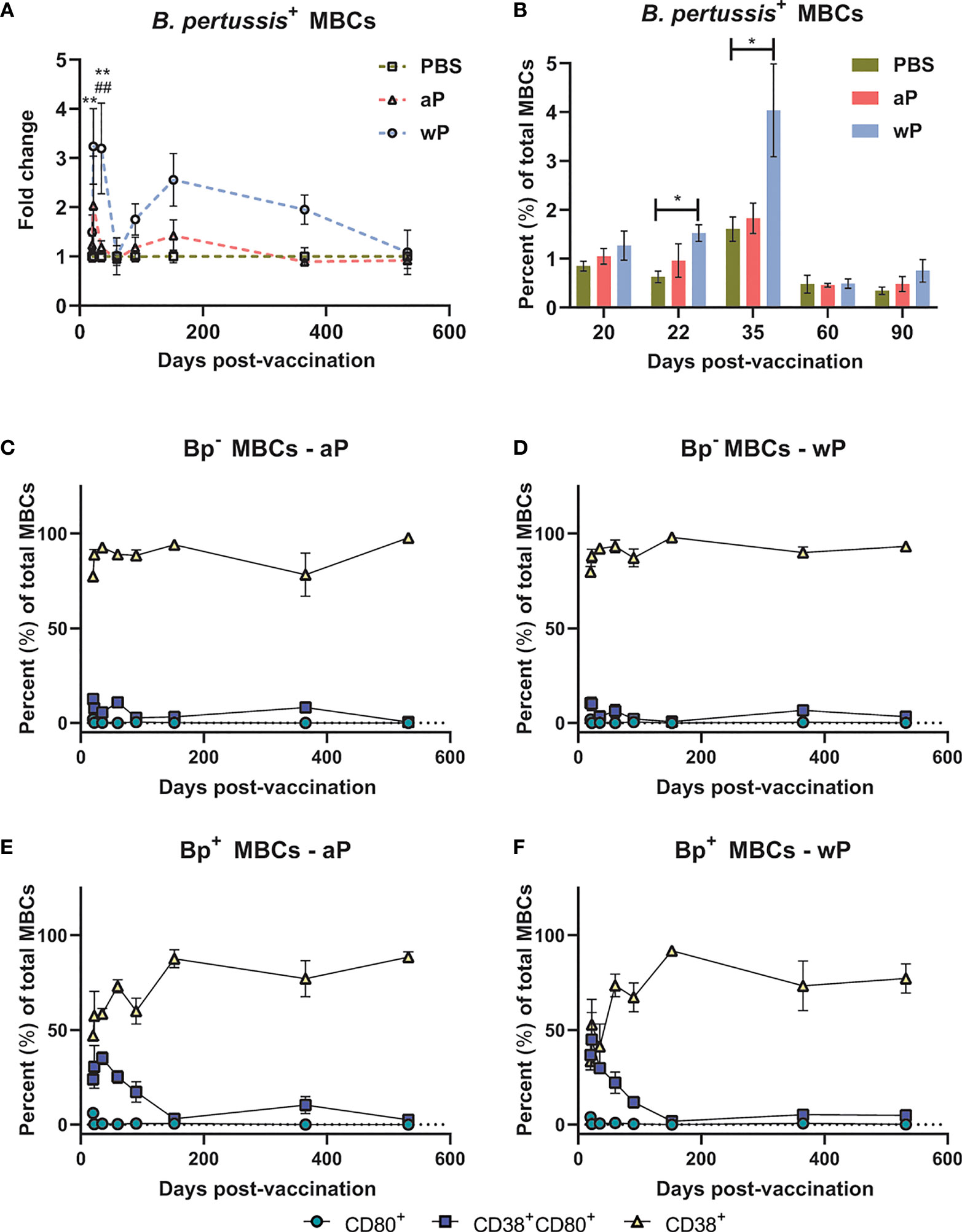 Reinvestigating the Coughing Rat Model of Pertussis To Understand