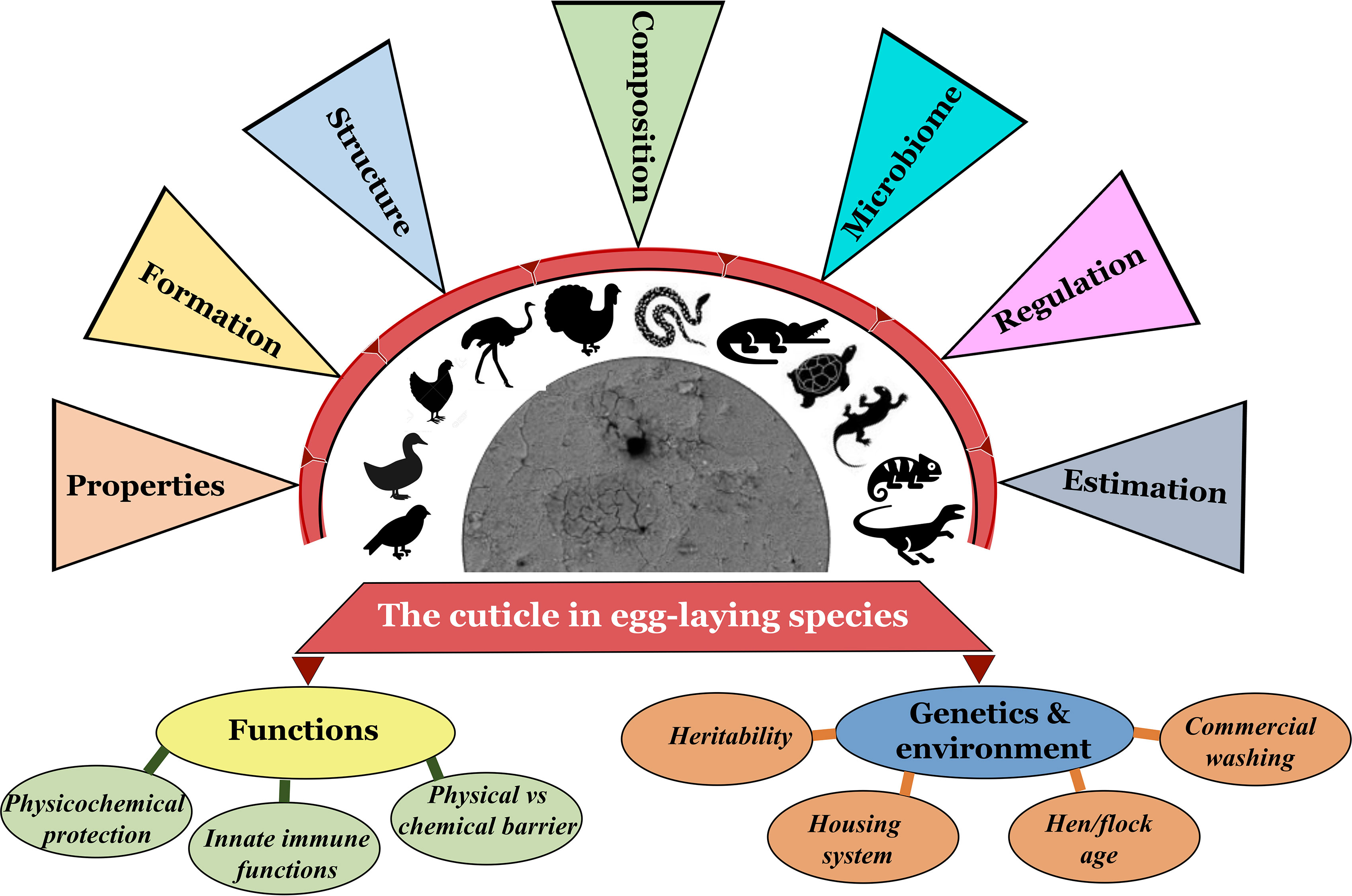 Frontiers | Properties, Genetics and Innate Immune Function of the