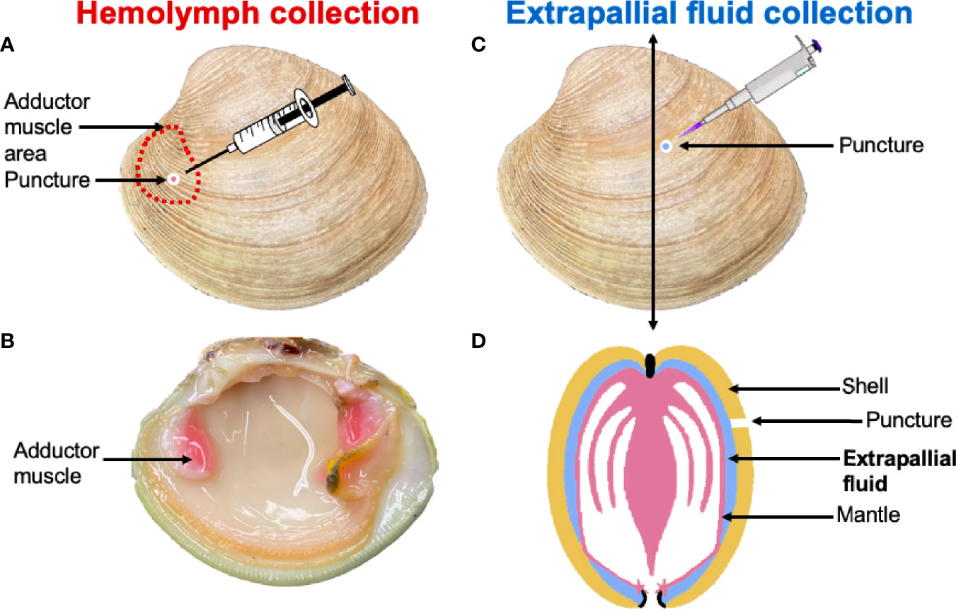 3 Simplified illustration of hemolymph channels in the tibia of a