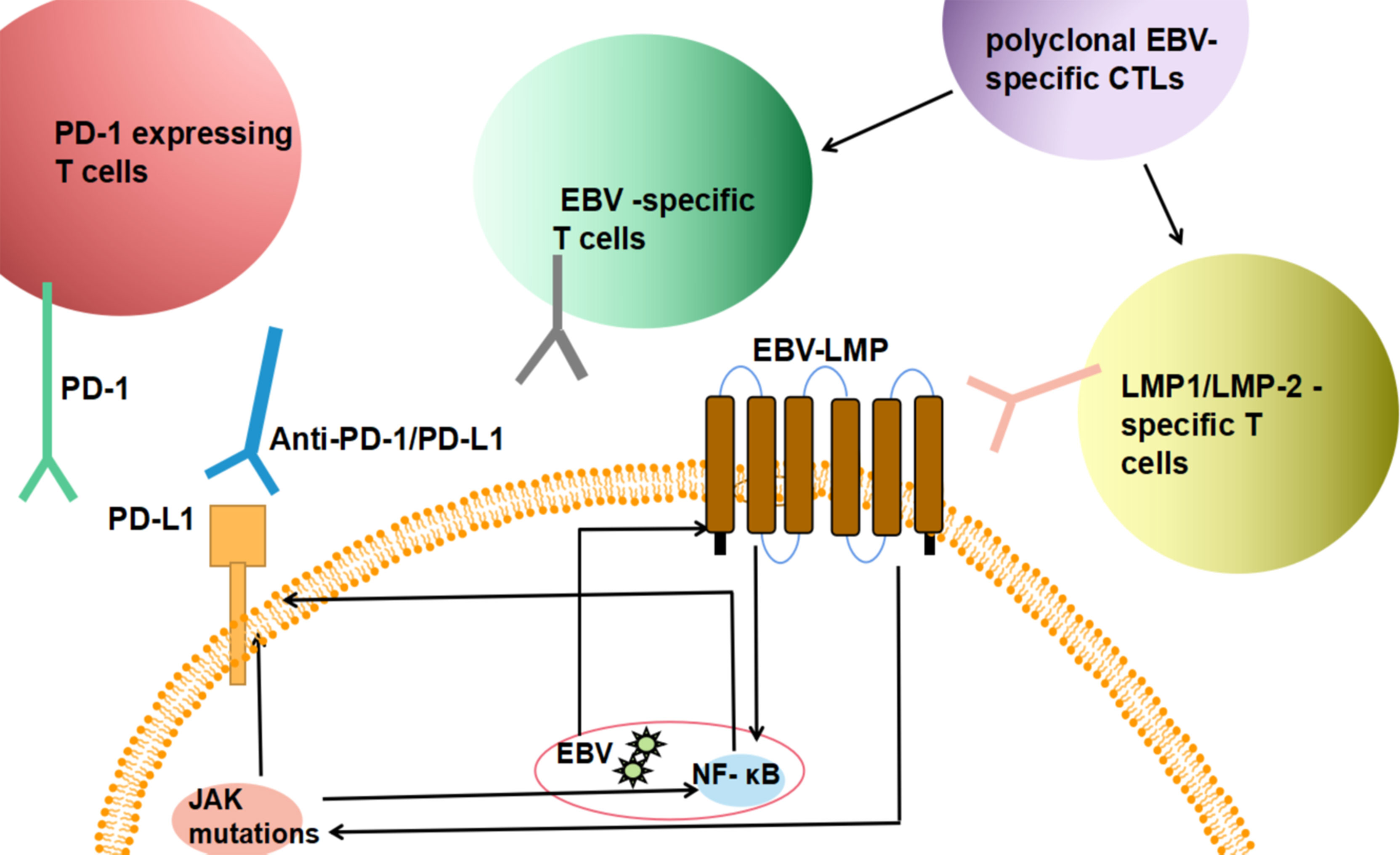 PD-L1 upregulation by lytic induction of Epstein-Barr Virus - ScienceDirect