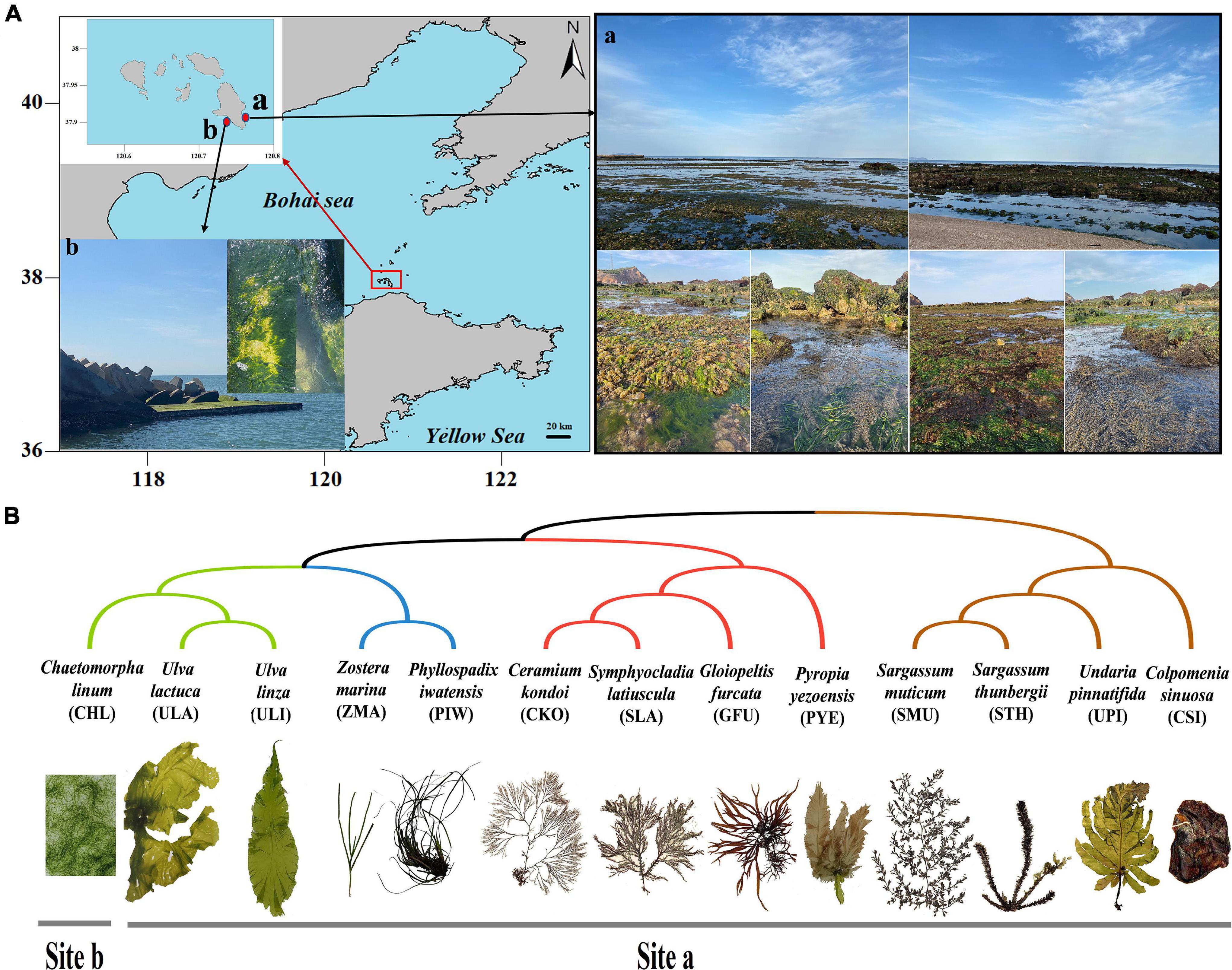 Frontiers  Taxonomical composition and functional analysis of