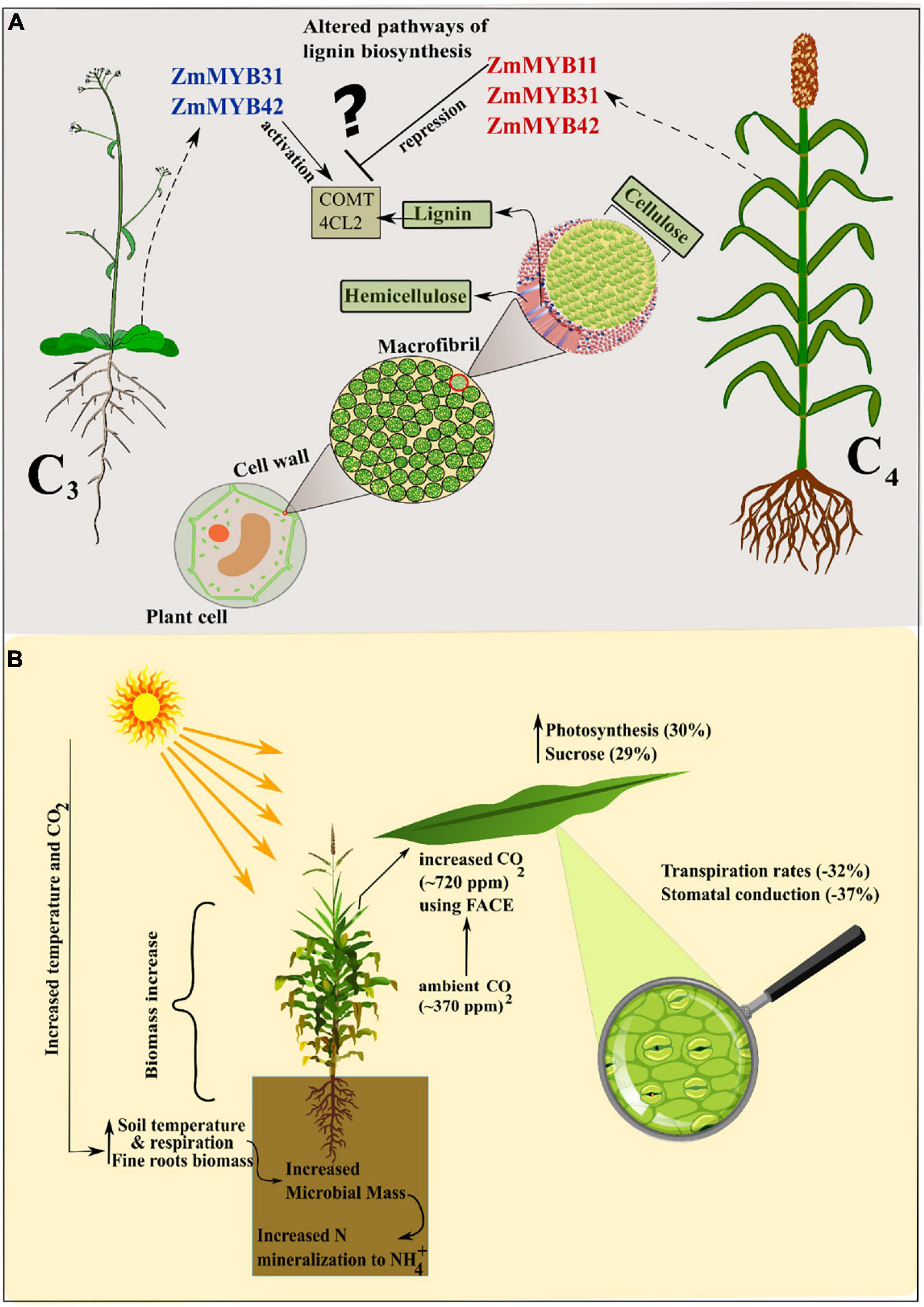 Is green leaf biomass a viable and sustainable source of protein?