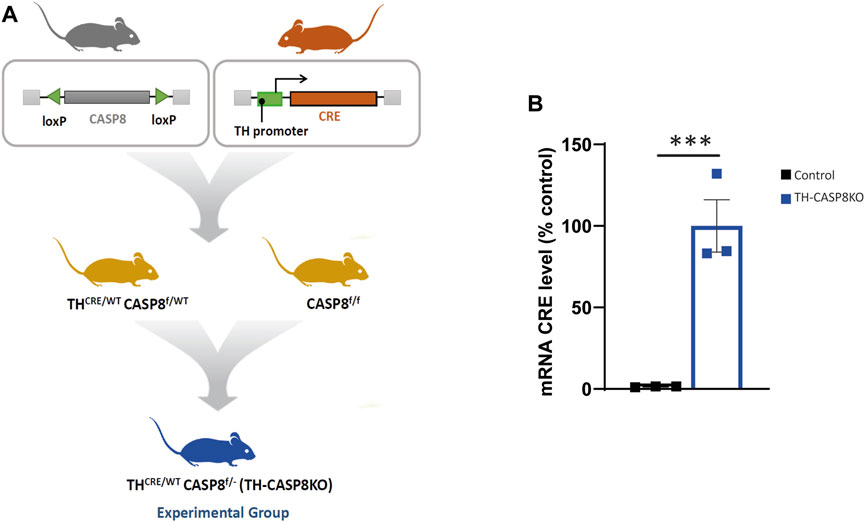 Frontiers | The Absence of Caspase-8 in the Dopaminergic System