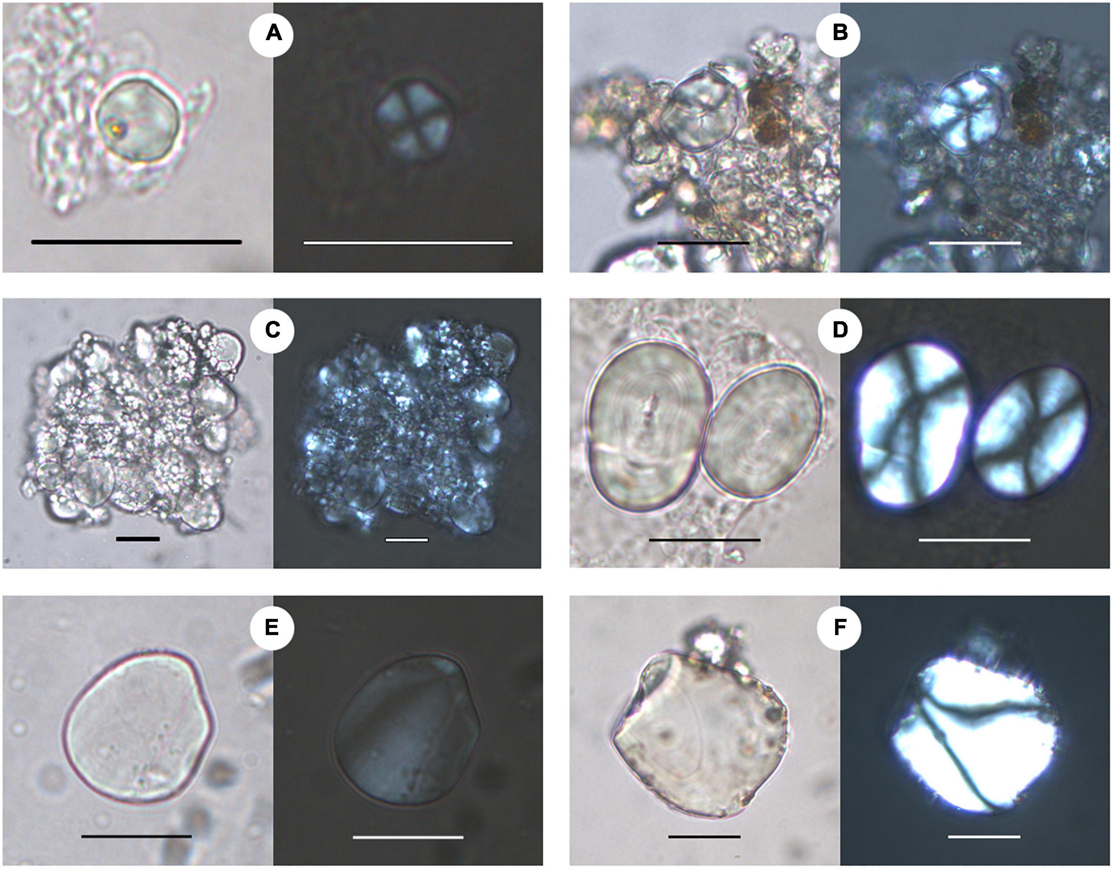 Frontiers | Integrating Lipid and Starch Grain Analyses From Pottery ...