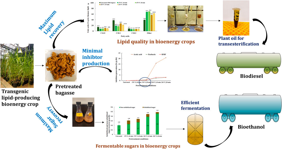 Frontiers | Optimizing Chemical-Free Pretreatment for Maximizing Oil/Lipid Recovery From Transgenic Bioenergy and Its Rapid Analysis Using Time Domain-NMR