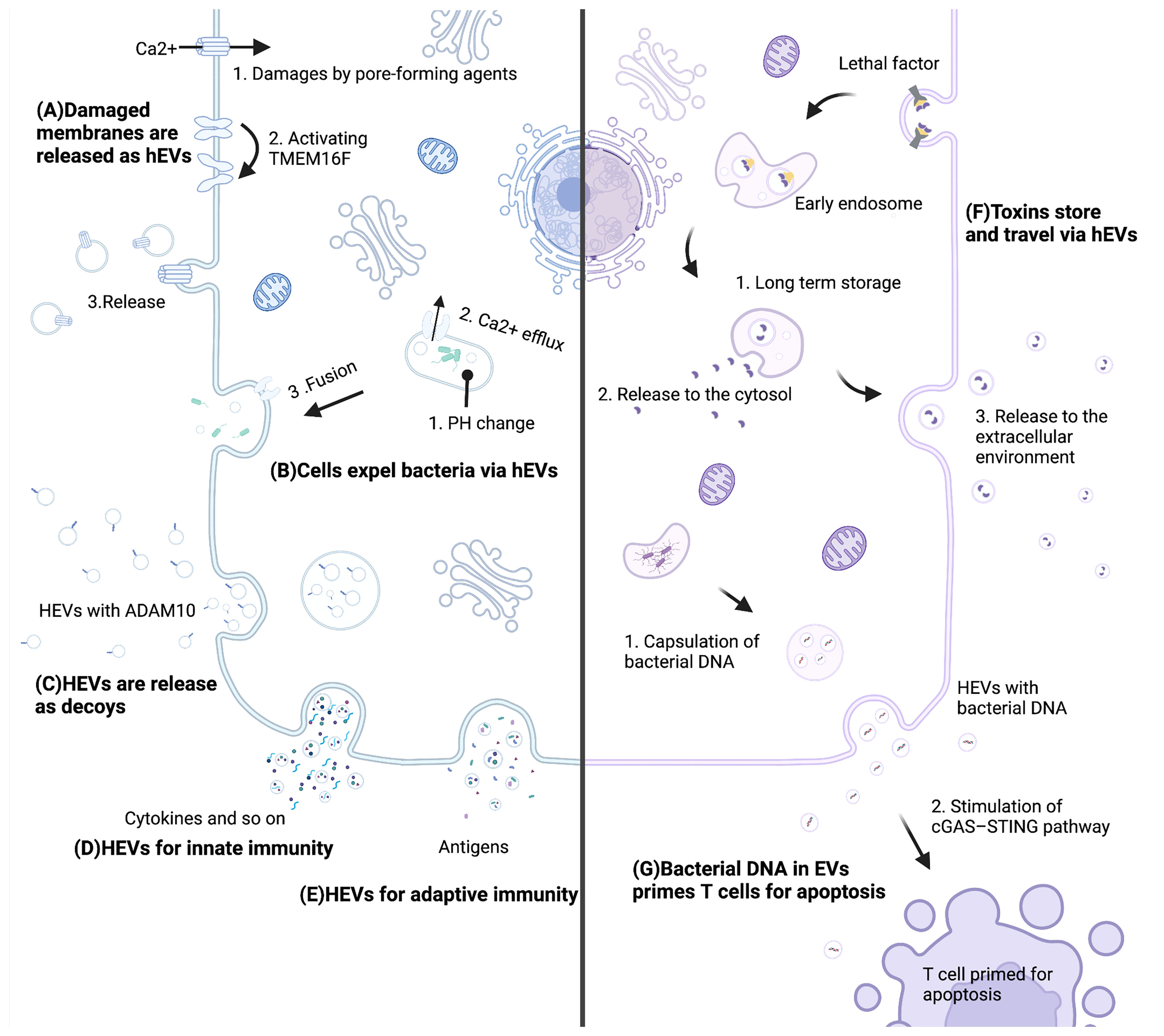 Comprehensive isolation of extracellular vesicles and