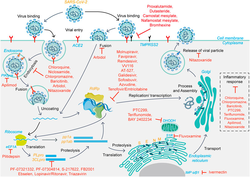 Preclinical Gold Complexes as Oral Drug Candidates to Treat