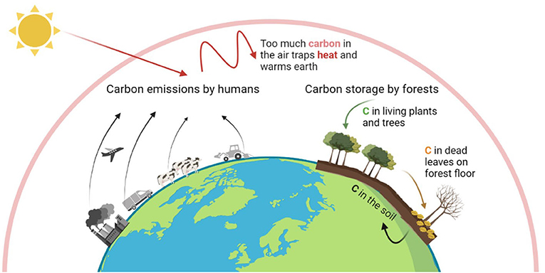 Figure 1 - The most important greenhouse gas emitted by humans is CO2.