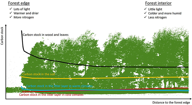 图2 -森林碳储量从森林边缘(左)到森林内部(右)的变化