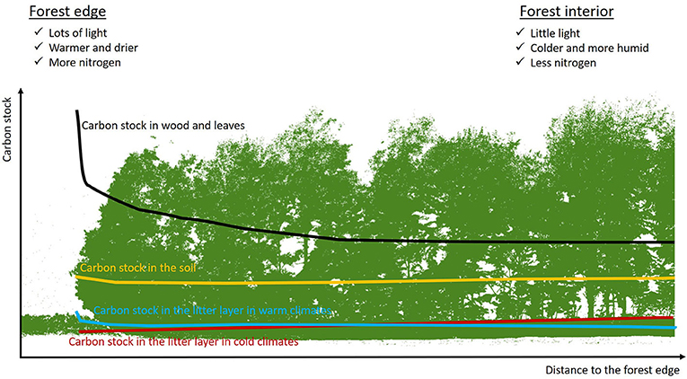 Figure 2 - Forest carbon stocks change from the forest edge (Left) to the interior (Right).