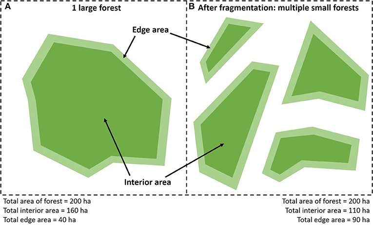 Figure 3 - (A) A landscape with one large forest of 200 hectares.
