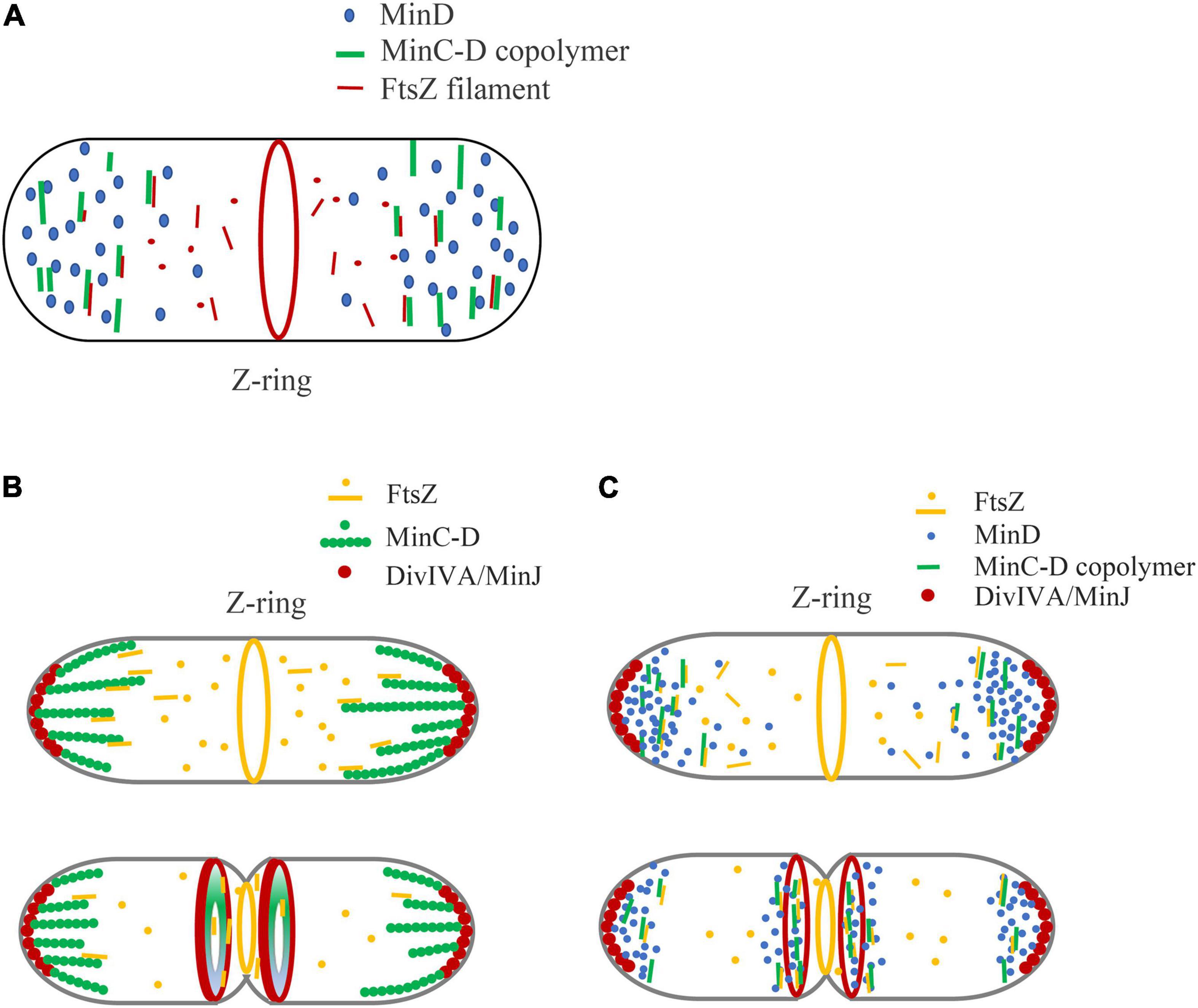 Frontiers | How Do MinC-D Copolymers Act on Z-Ring Localization ...