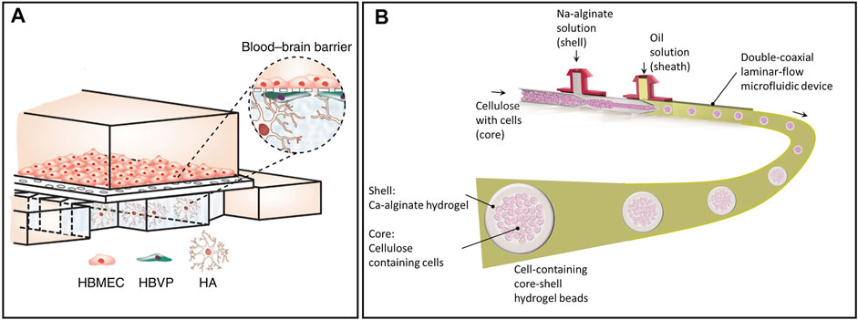 A versatile microfluidic device for multiple ex vivo/in vitro tissue assays  unrestrained from tissue topography