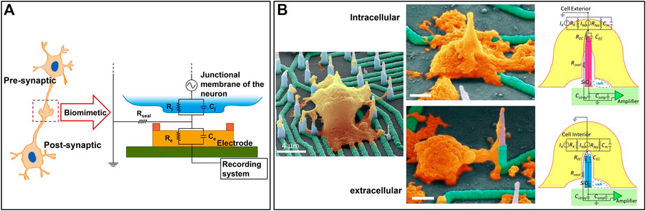 Neurons-on-a-Chip for Drug Development & Neurotoxicity