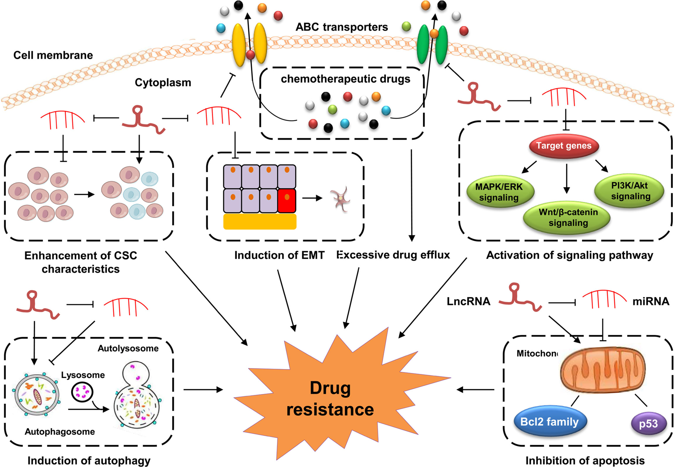 thesis drug resistance