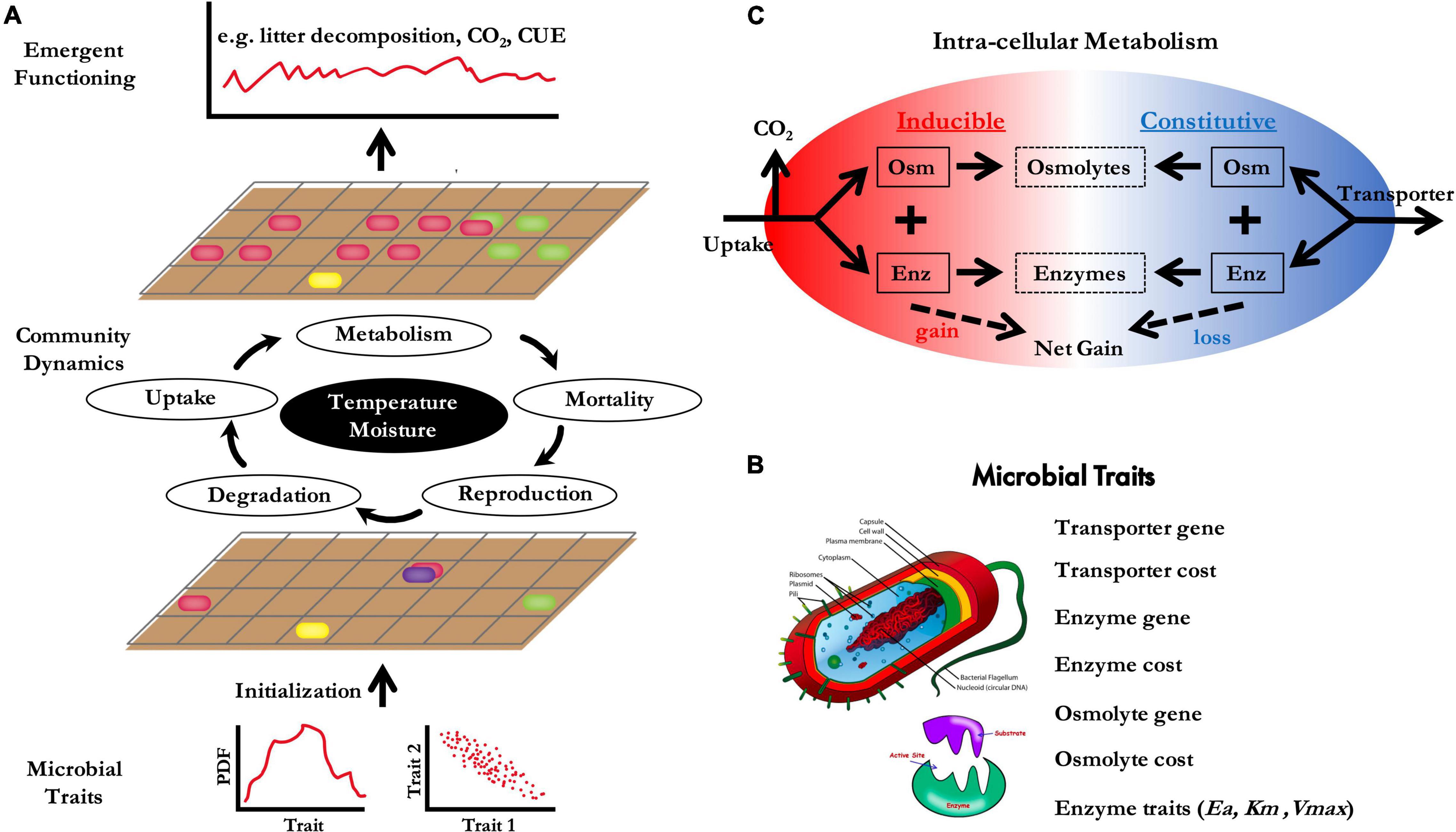 Frontiers | Climate-Driven Simulated Microbial Litter Decomposition Rates