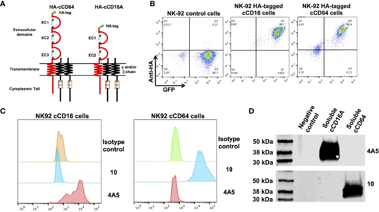 PDF) Cross-species higher sensitivities of FcγRIIIA/FcγRIV to afucosylated  IgG for enhanced ADCC