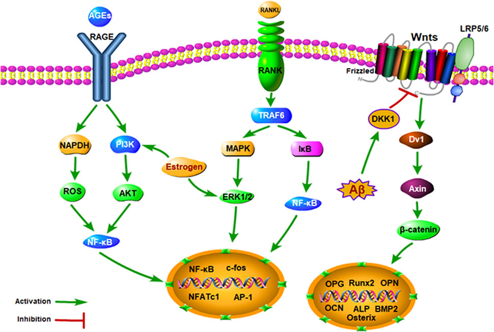 NRF2, a Superstar of Ferroptosis