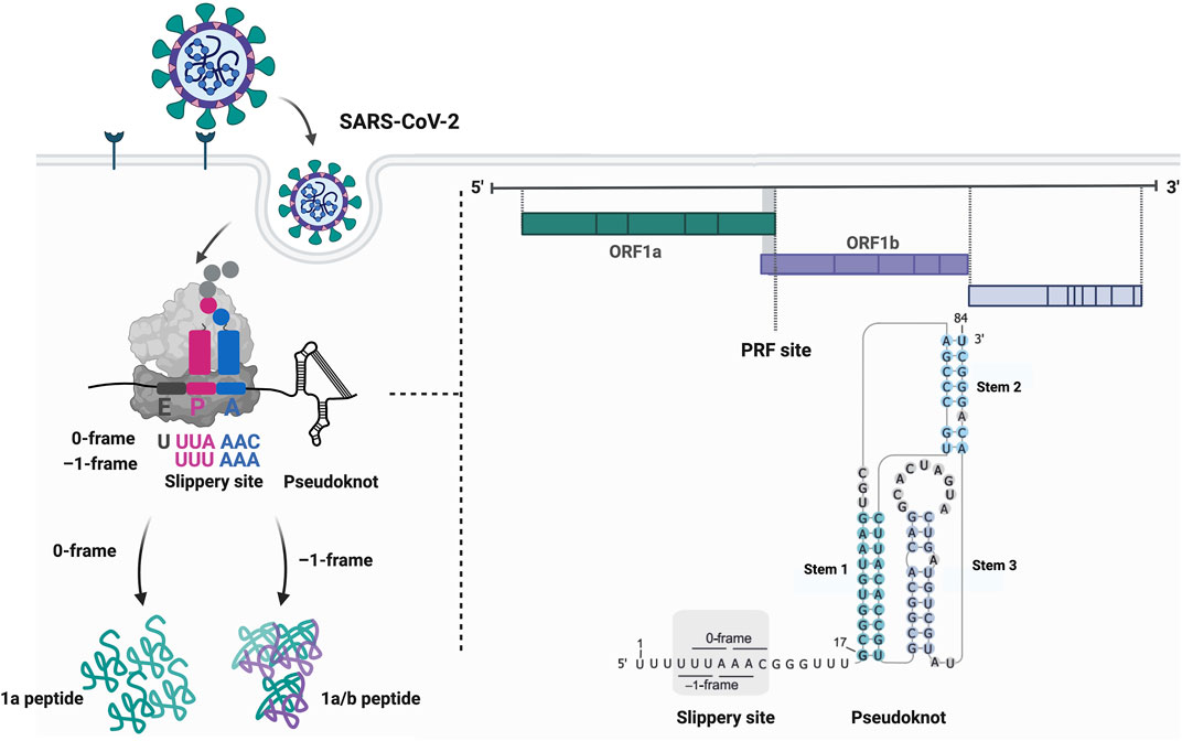 Frontiers  Thinking Outside the Frame: Impacting Genomes Capacity by  Programmed Ribosomal Frameshifting