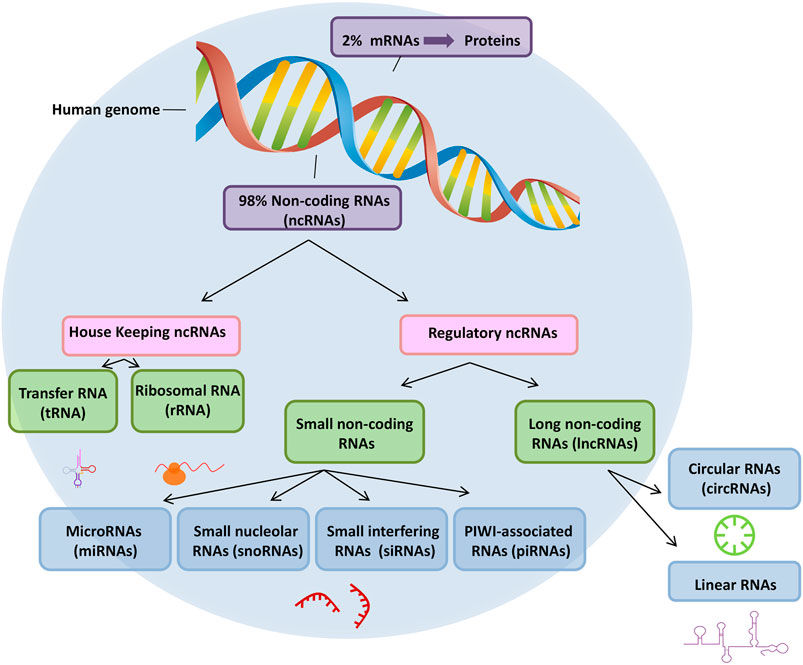 Frontiers  MicroRNAs, long non-coding RNAs, and circular RNAs and