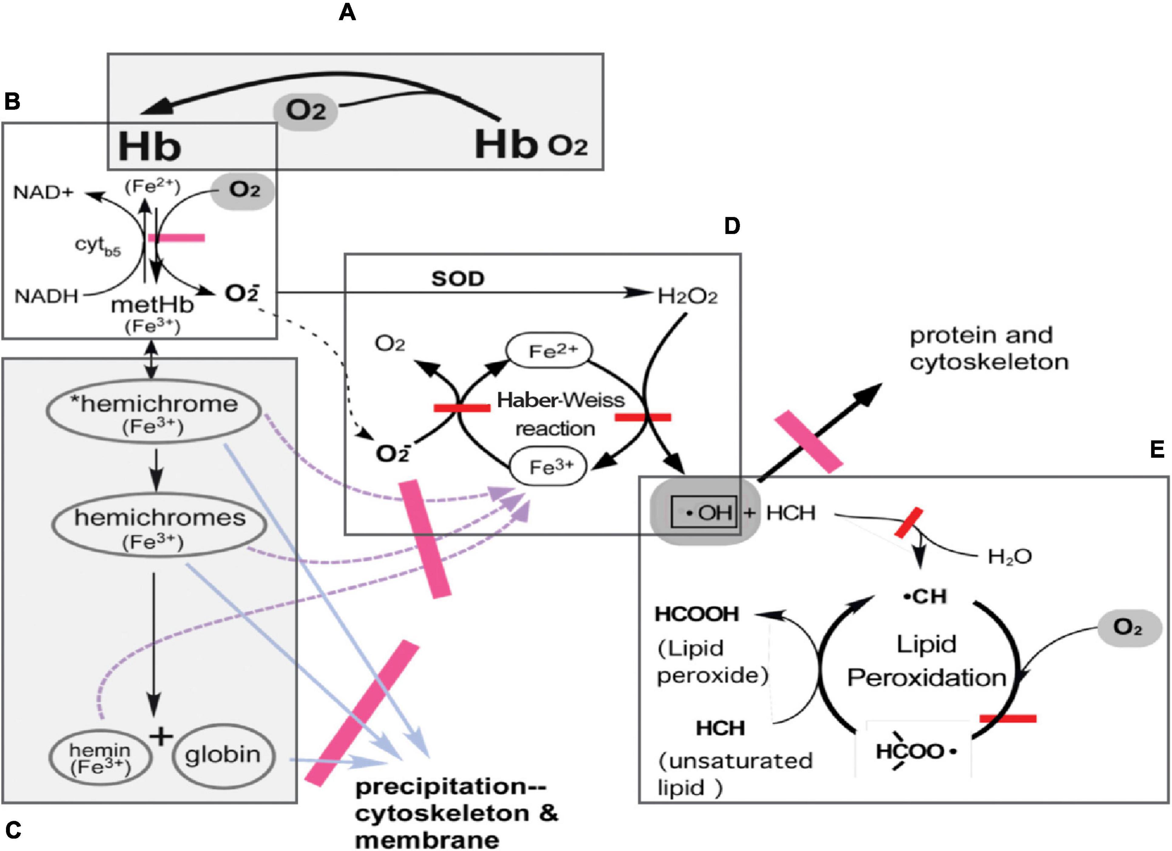 32: Why Oxygenated Muscles Perform Better and Recover Faster