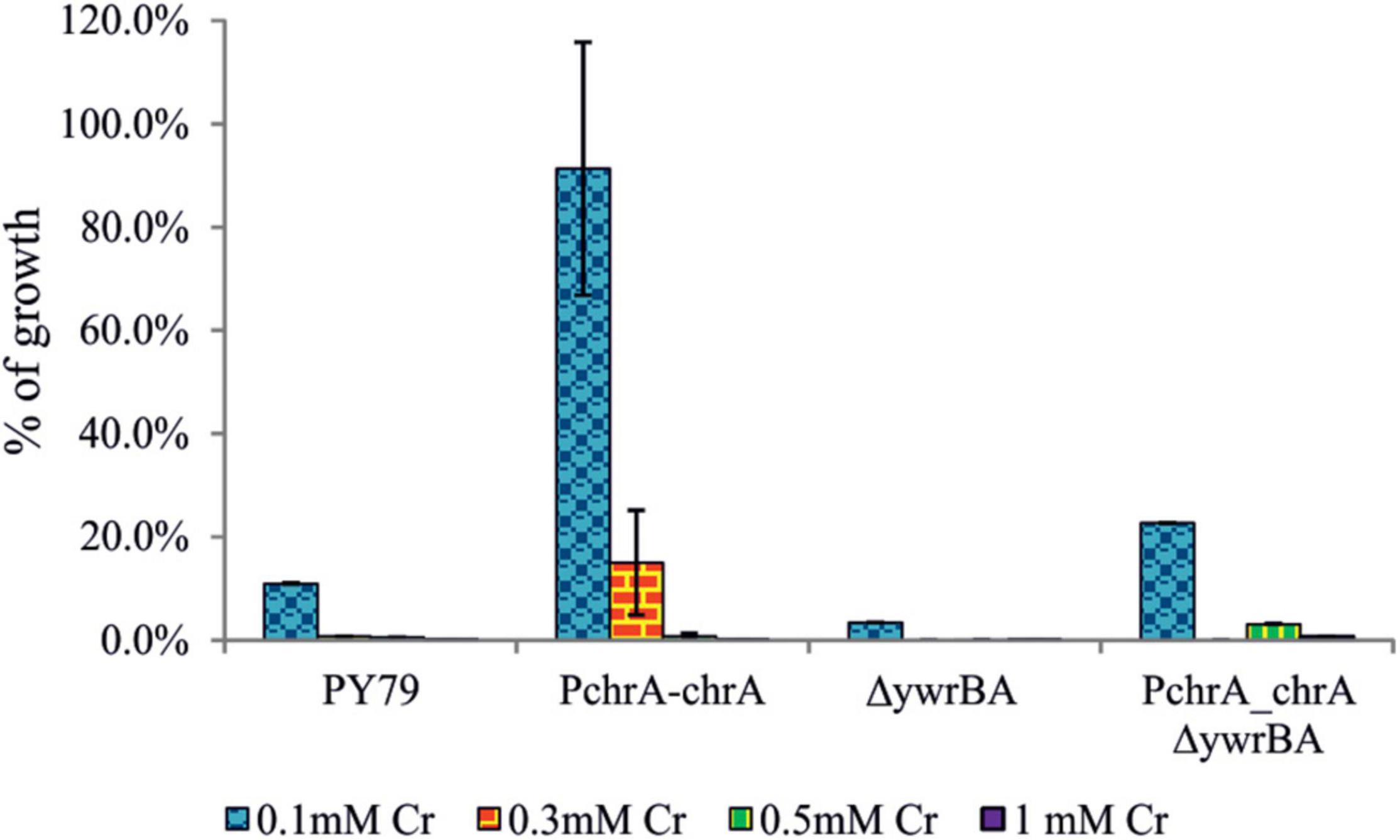 Frontiers | Implantation of Bacillus pseudomycoides Chromate
