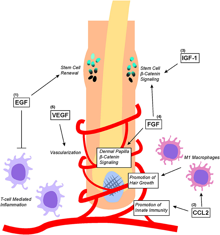 Nanodrug Delivery Strategies to Signaling Pathways in Alopecia