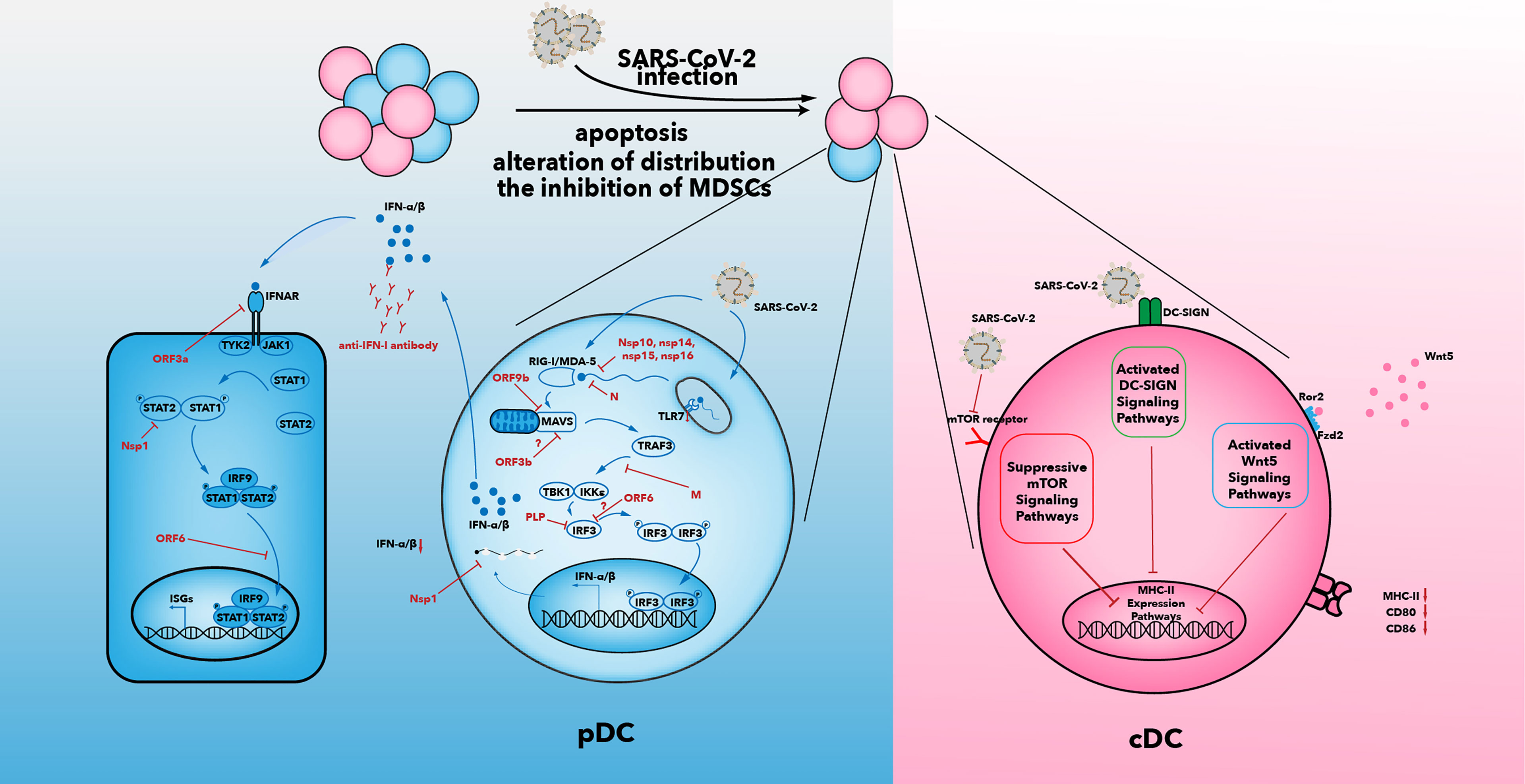 CD209L/L-SIGN and CD209/DC-SIGN Act as Receptors for SARS-CoV-2