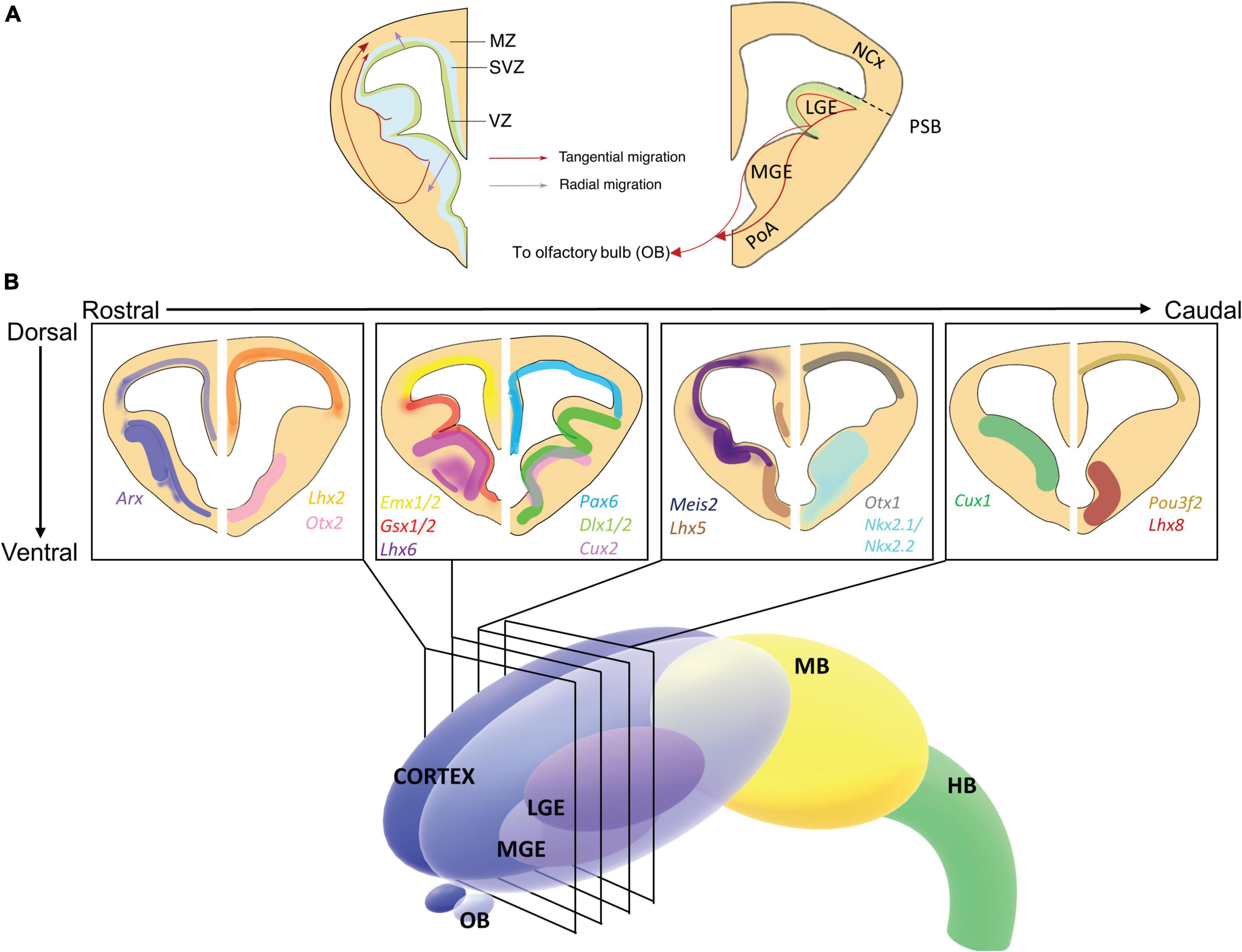 X chromosome exerts extra influence on brain development, Spectrum