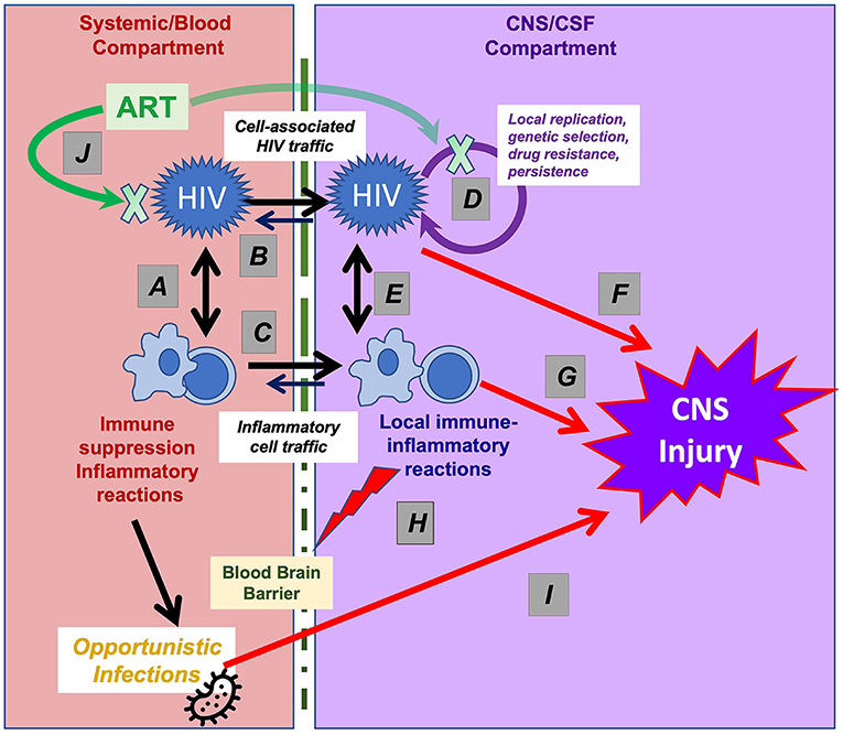 Frontiers | Neuroimmunology of CNS HIV Infection: A Narrative Review