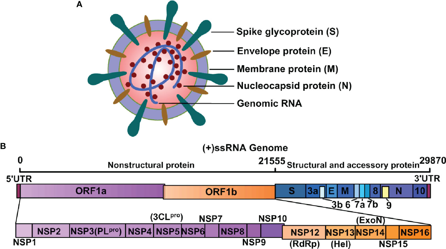 viral meningitis structure