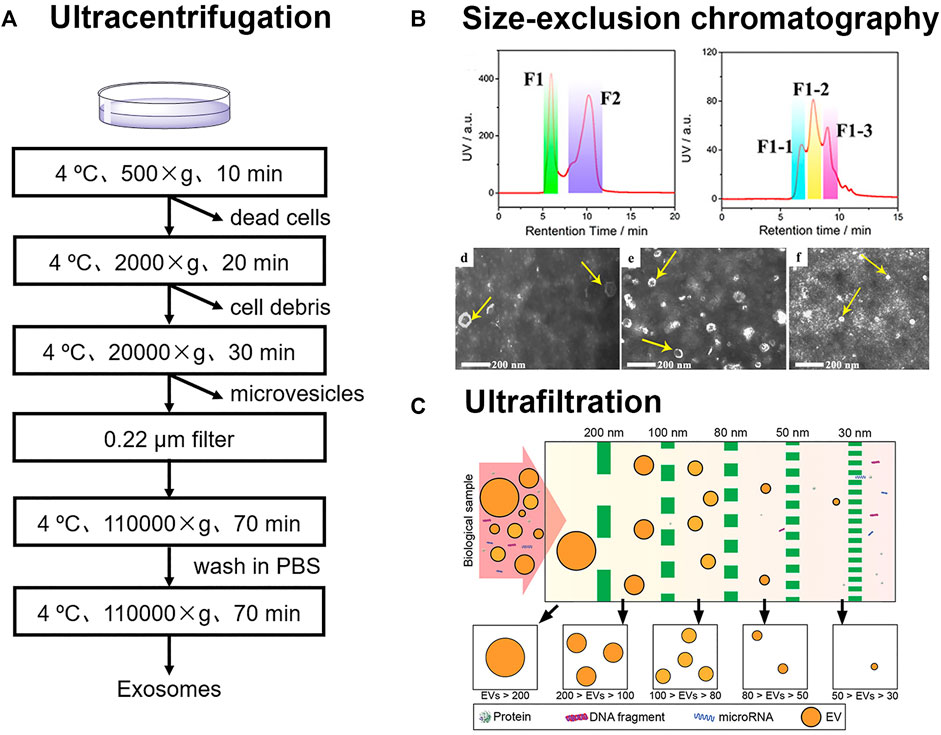 Frontiers Recent Progress Of Exosome Isolation And Peptide