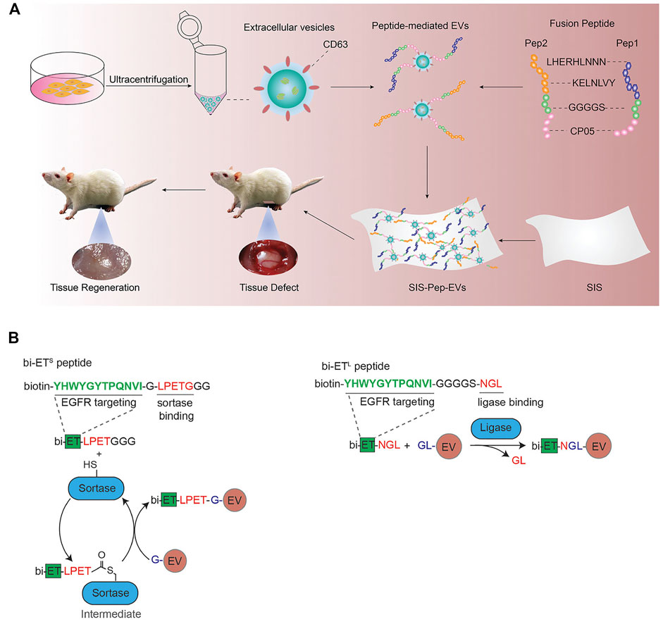 Frontiers Recent Progress Of Exosome Isolation And Peptide