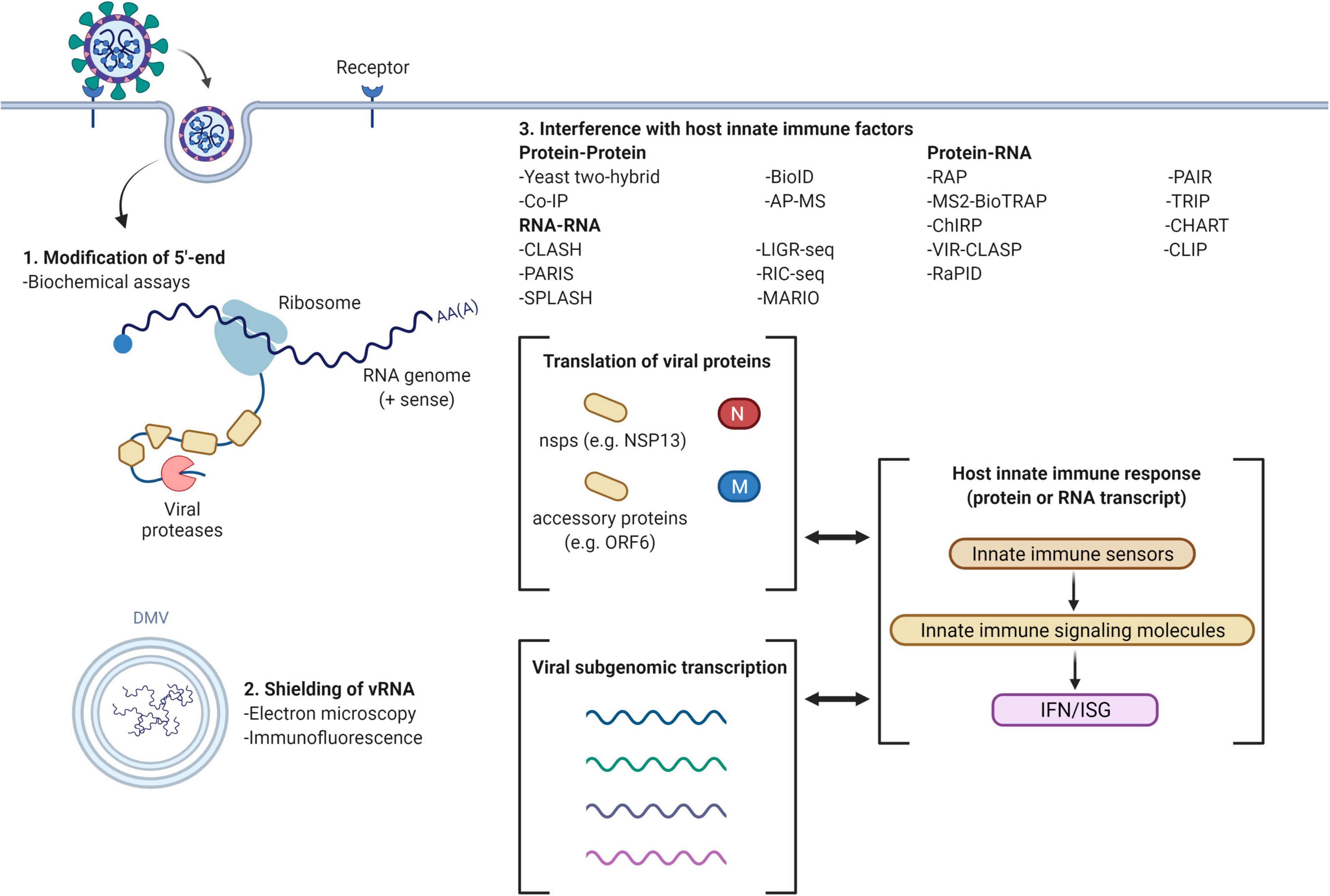 How SARS-CoV-2 evades immune system defenses — Harvard Gazette