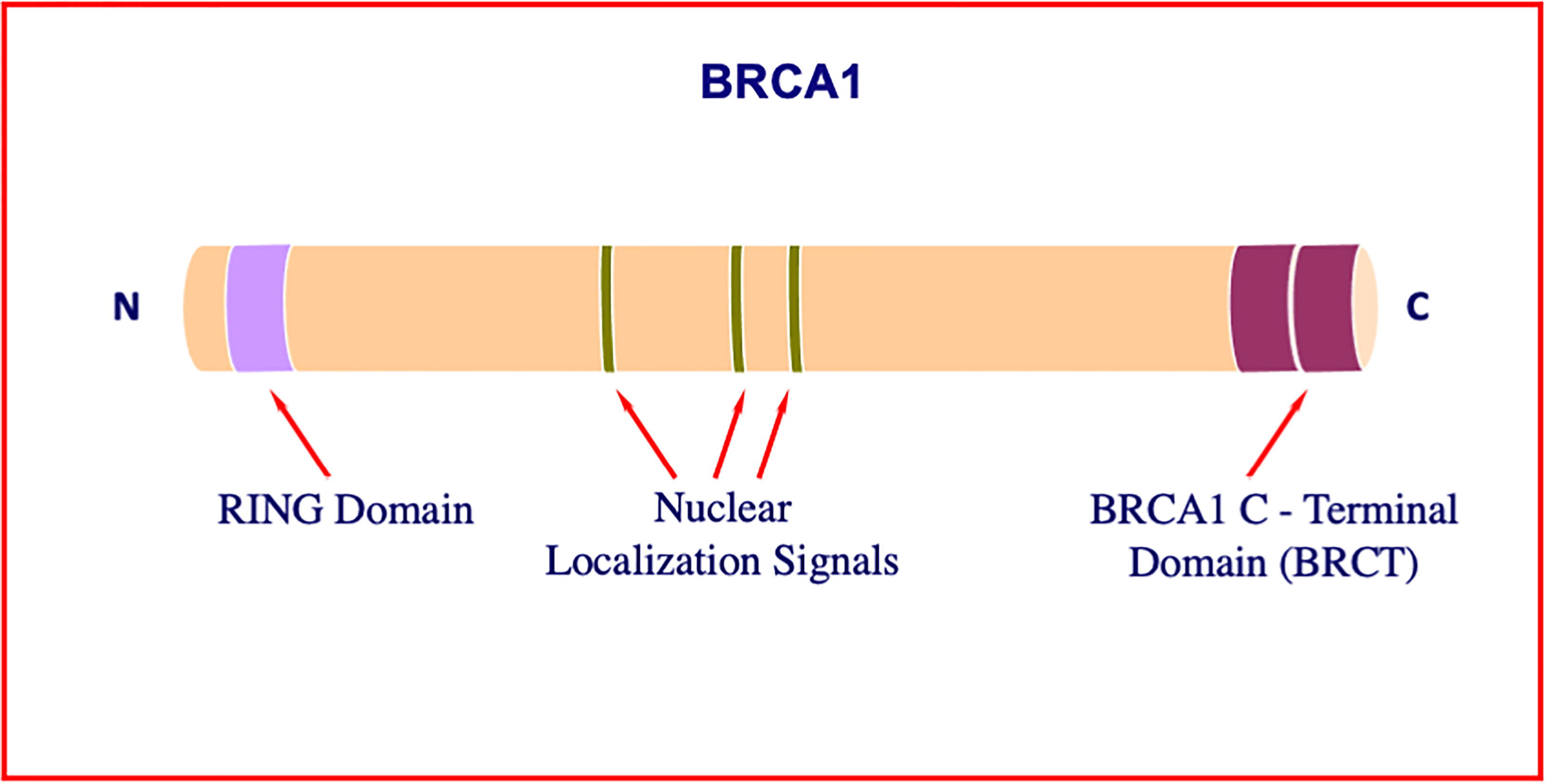 Frontiers BRCA1 An Endocrine And Metabolic Regulator