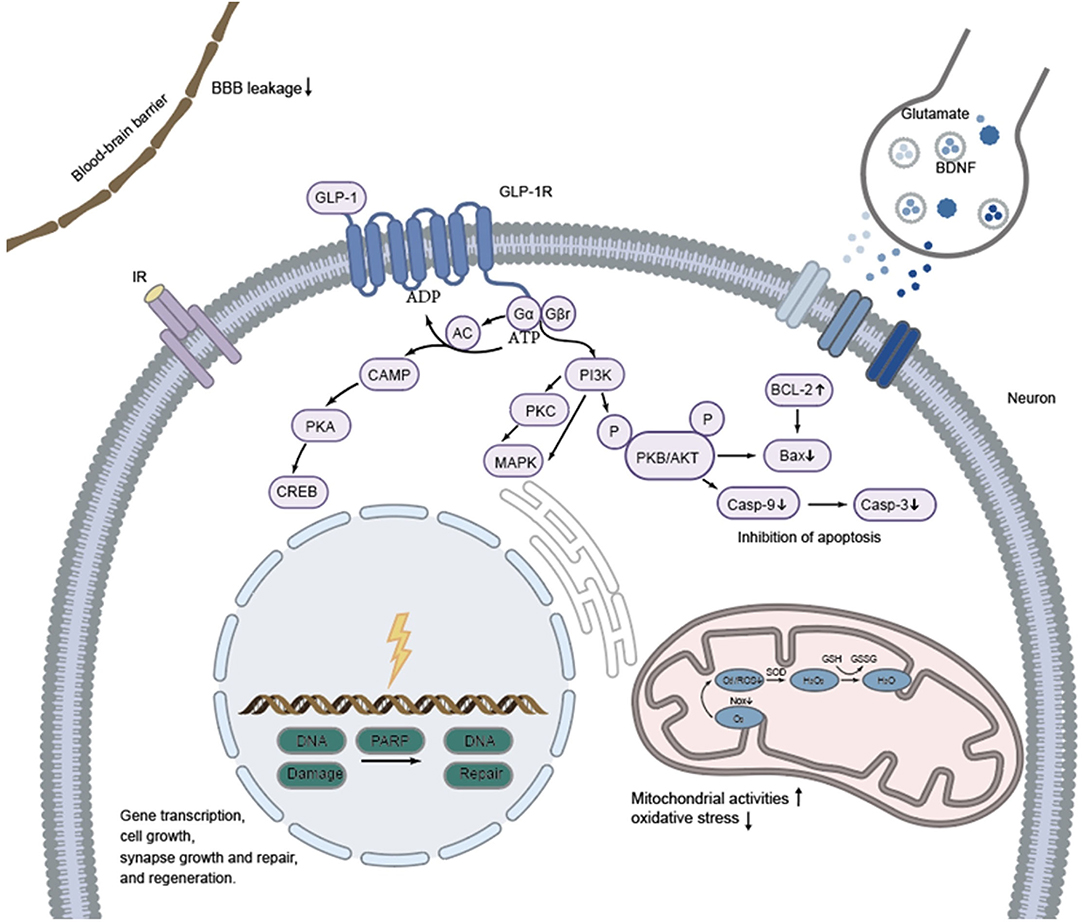 Frontiers | Neuroprotective Mechanisms of Glucagon-Like Peptide-1-Based ...