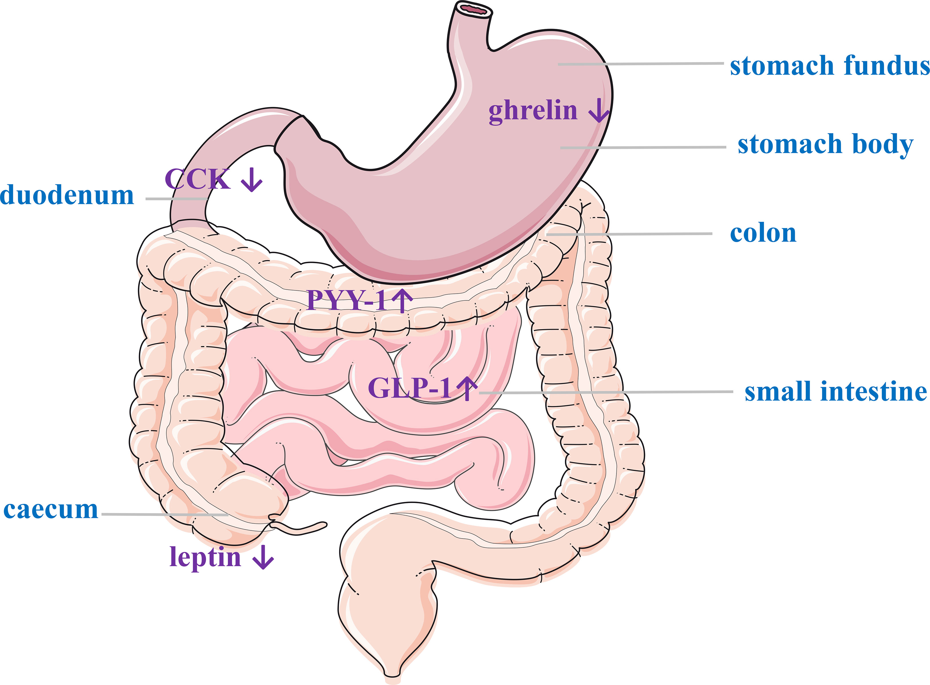 gastric hormone