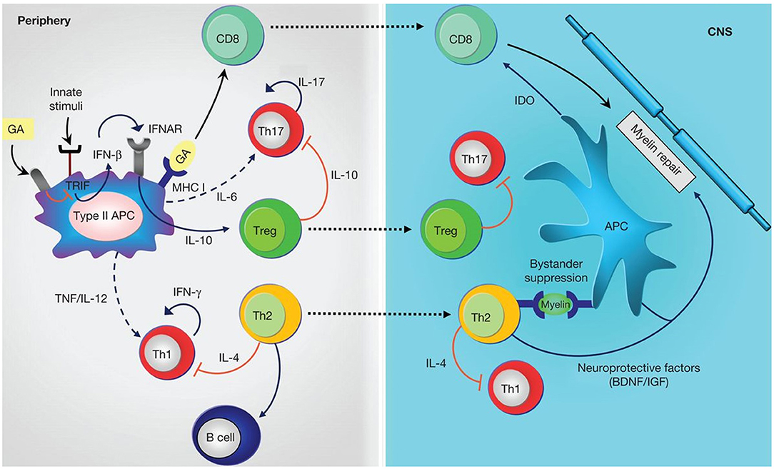 Frontiers  Therapeutic Advances in Multiple Sclerosis