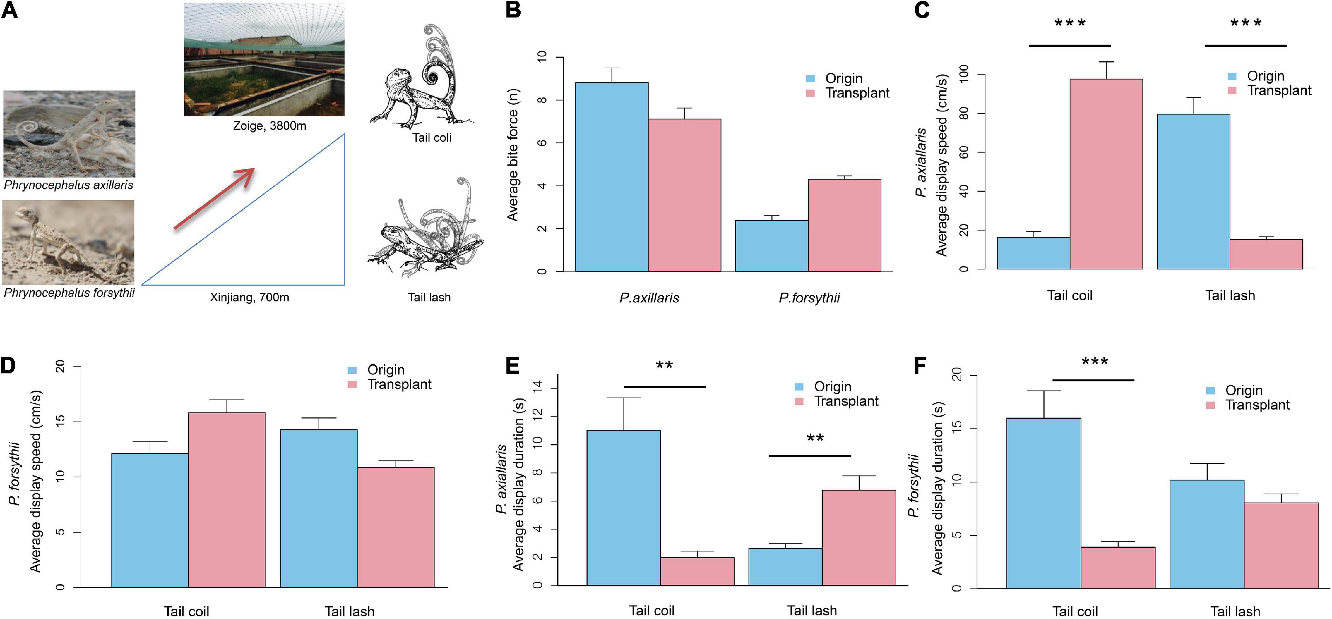 Ground tit genome reveals avian adaptation to living at high altitudes in  the Tibetan plateau