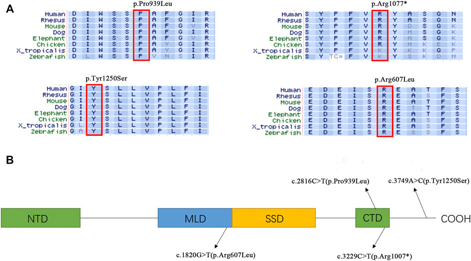 Main therapies and point of action in Niemann type C disease.