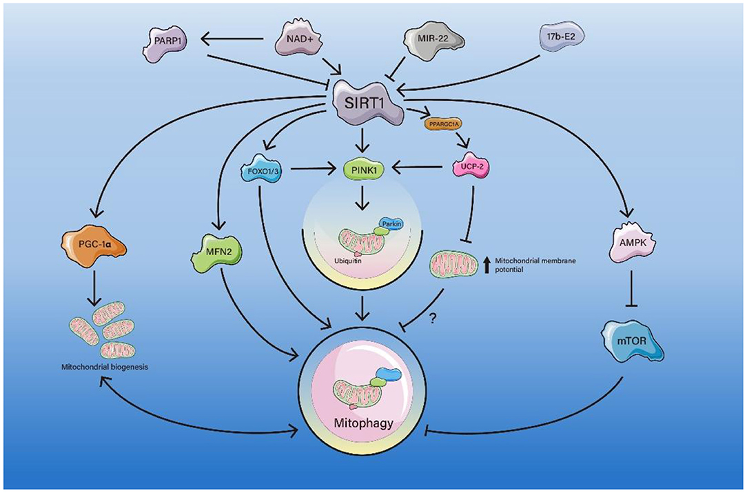 Frontiers | Regulation of Mitophagy by Sirtuin Family Proteins: A Vital  Role in Aging and Age-Related Diseases