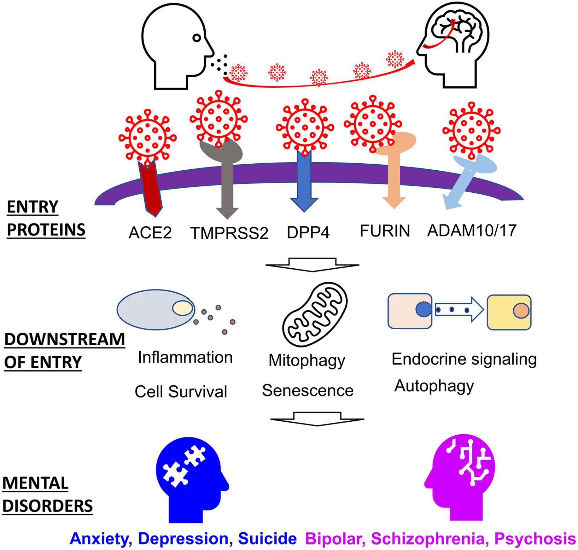 Frontiers Impact of SARS-CoV-2 on Host Factors Involved in Mental Disorders