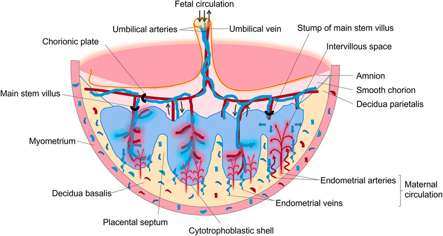 Frontiers | A Review of Nanotechnology for Treating Dysfunctional Placenta