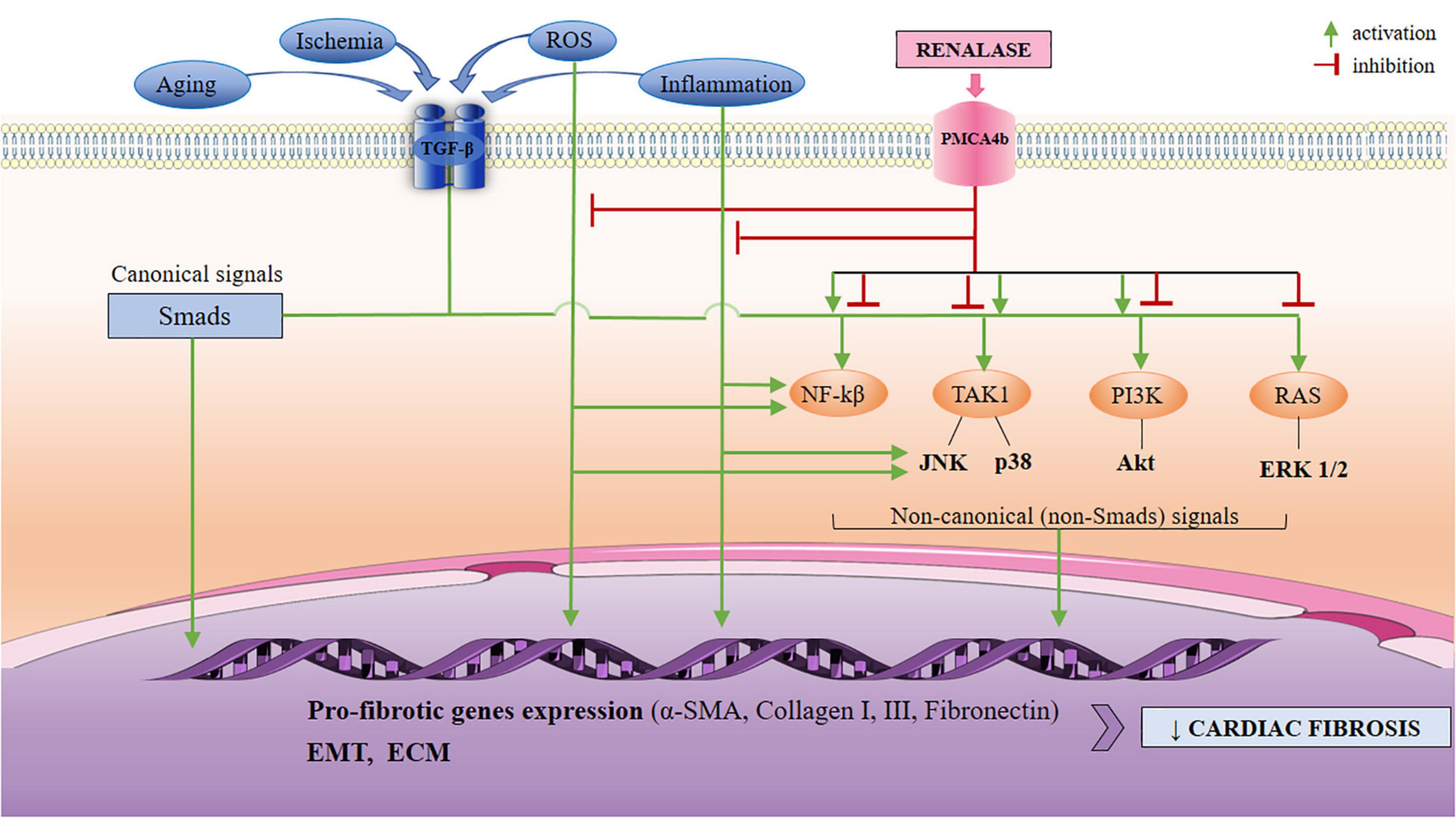 Boroni Local Sexy Video - Frontiers | The Scientific Rationale for the Introduction of Renalase in  the Concept of Cardiac Fibrosis