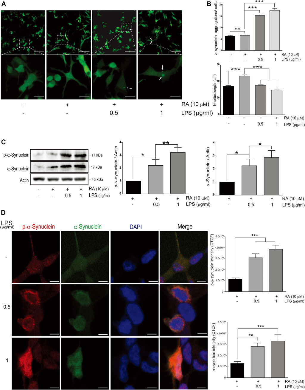 Frontiers | Neuroinflammation Upregulated Neuronal Toll-Like Receptors ...