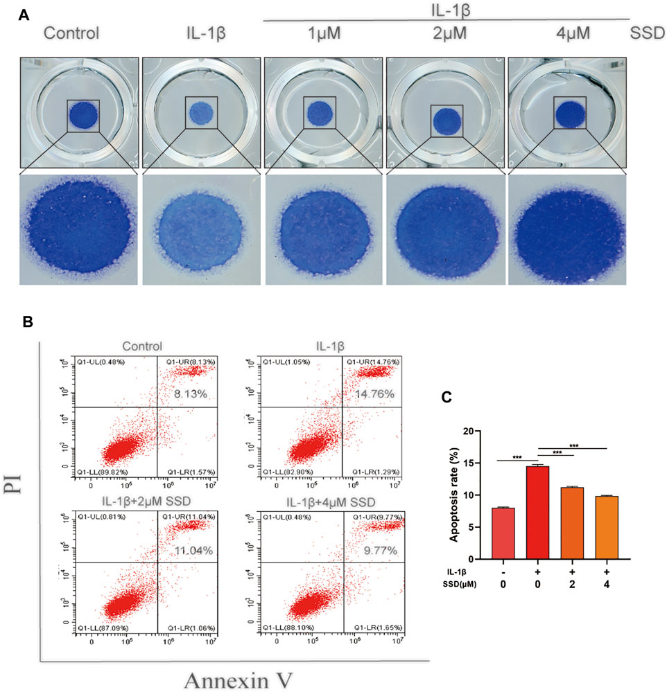Frontiers Saikosaponin D Inhibited Il 1β Induced Atdc 5 Chondrocytes Apoptosis In Vitro And