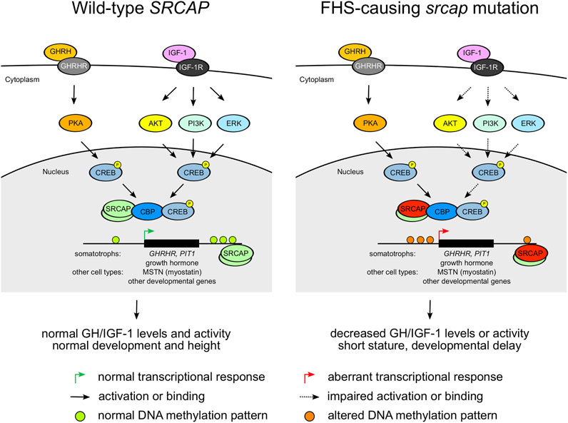 Mutations in SRCAP, Encoding SNF2-Related CREBBP Activator Protein, Cause  Floating-Harbor Syndrome - ScienceDirect