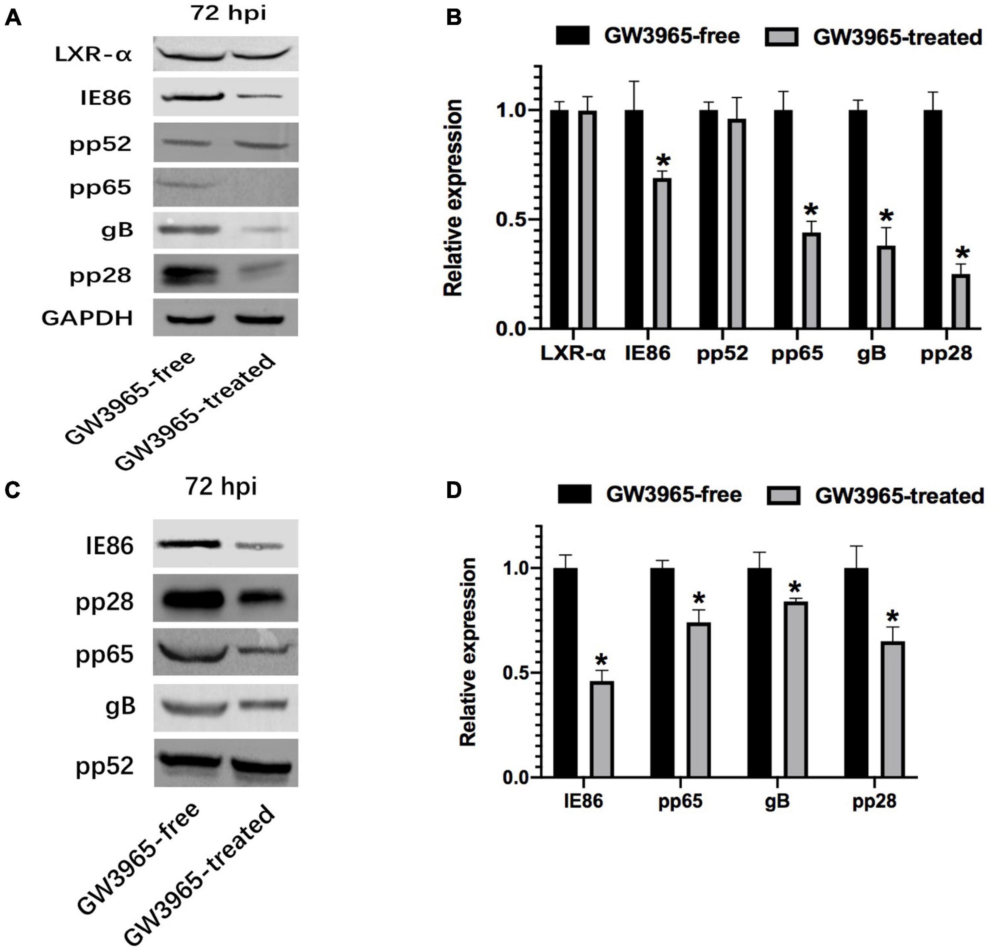 A Unique Role of the Human Cytomegalovirus Small Capsid Protein in Capsid  Assembly