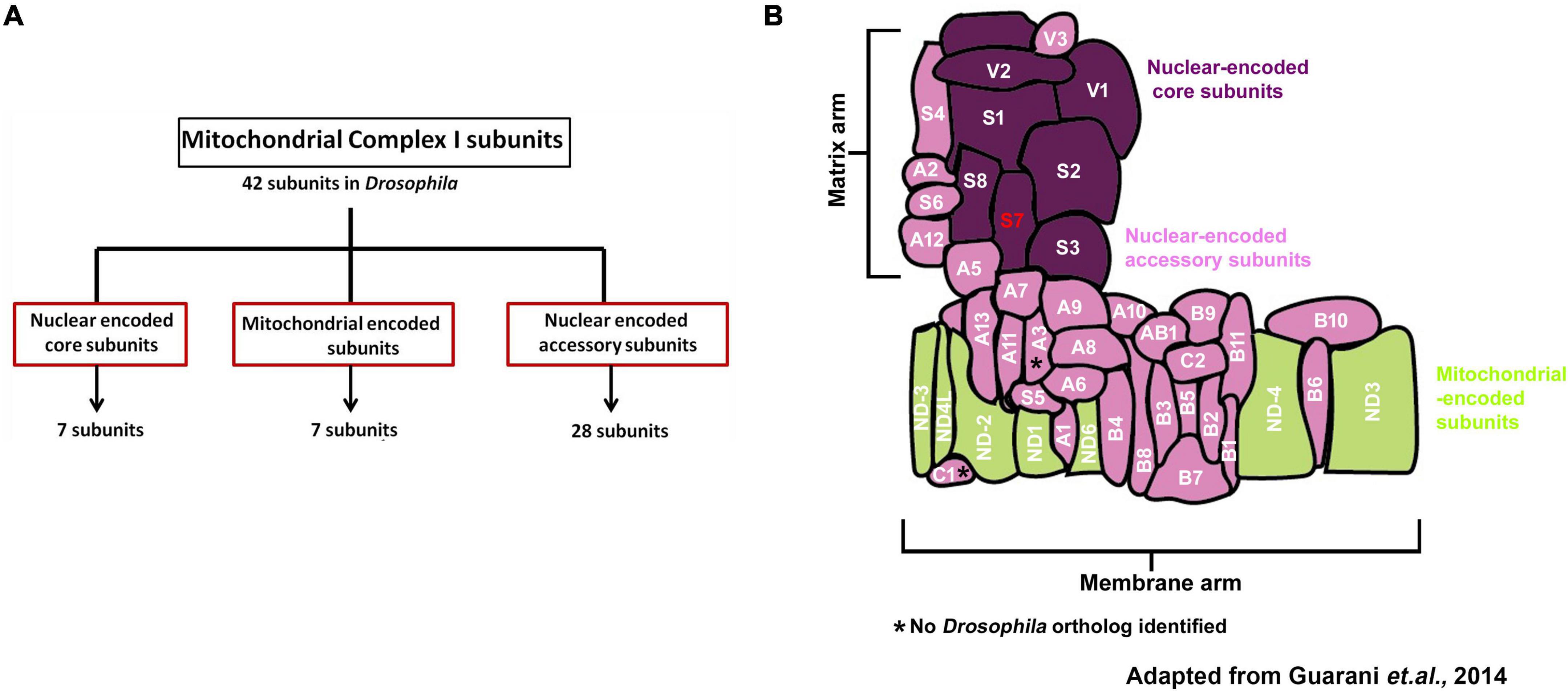 Frontiers | Roles for Mitochondrial Complex I Subunits in